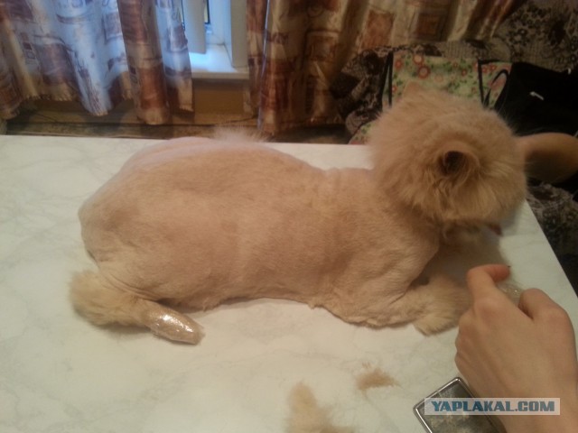 Котовторник 25.02.2014