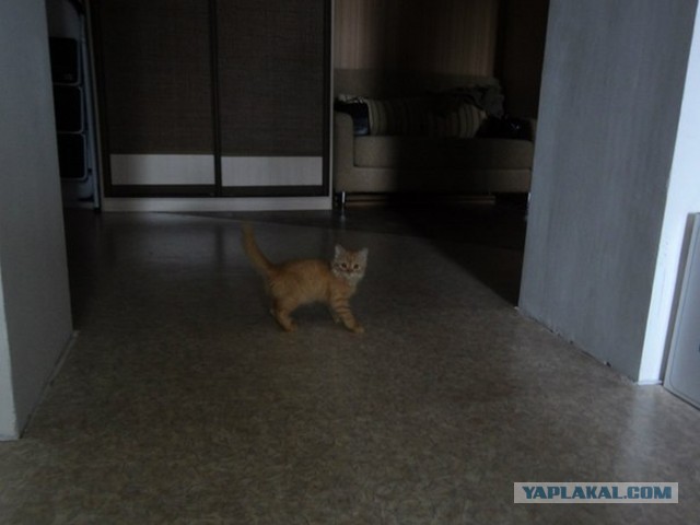 Котовторник 05.03.13