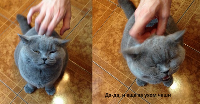 Котовторник 24.06.2014