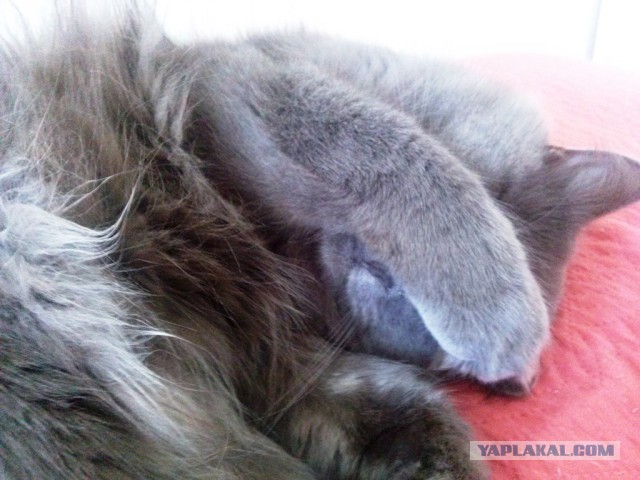 Котовторник  08.07.2014
