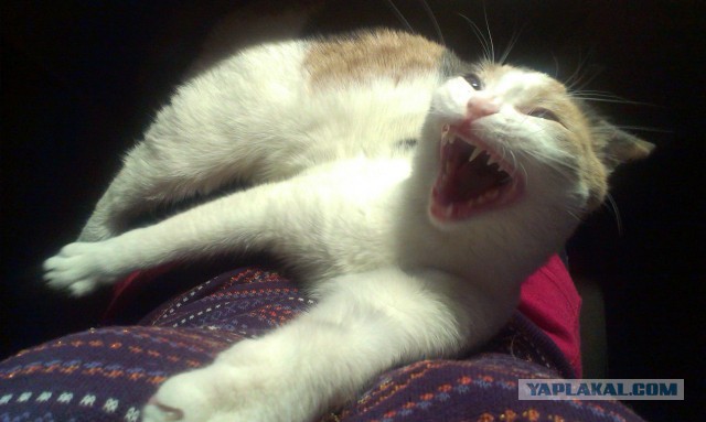 А у тебя есть фото твоей зевающей котейки ?