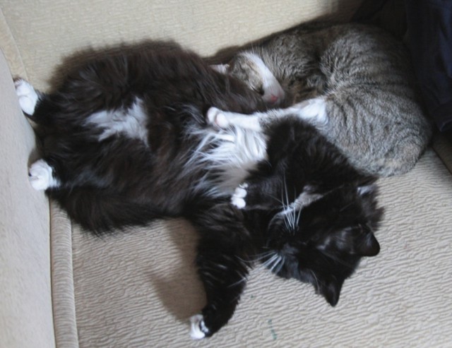 Котовторник 12.08.2014