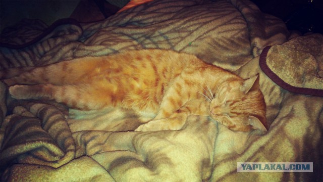 Котовторник 21.10.2014