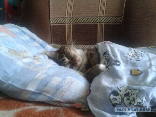 Котовторник