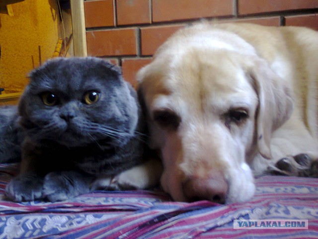Котовторник.