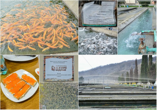 Как выращивают форель в Адлере