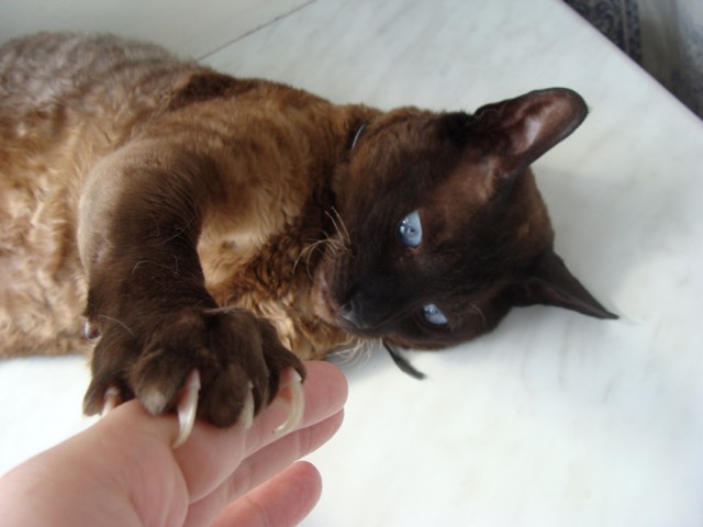 Котовторник однако