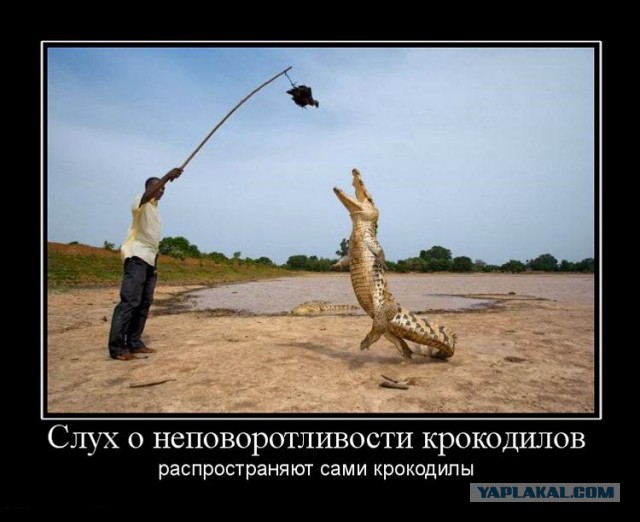 Я всегда думал, что они плавают