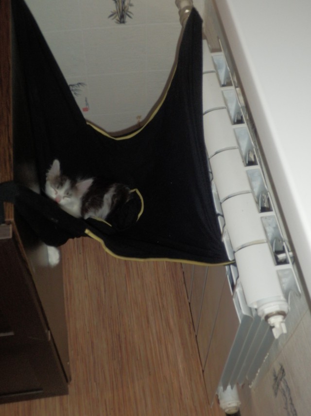Кошка SOSка