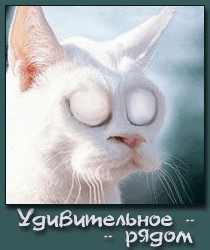 Коты, кошки, котята