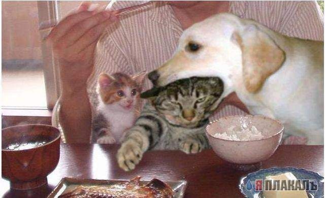 Коты, кошки, котята
