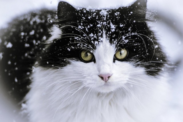 Котики на выходные