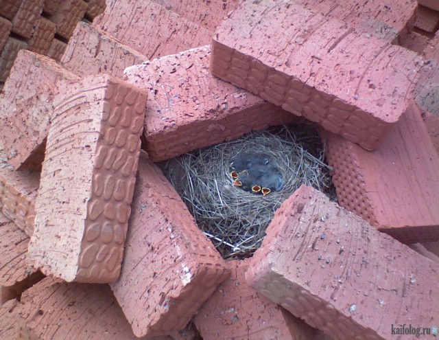Скоро во всех гнёздах страны!... и не только