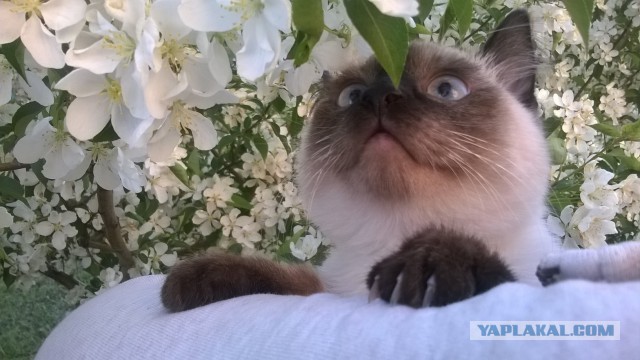 Котовторник 31.05.2016