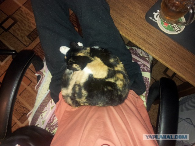 Кошачья мимимишка )