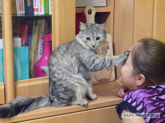 Котовторник 30.08.2016