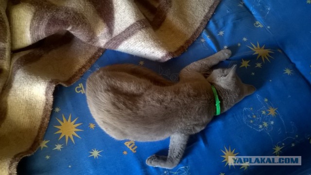 Котовторник 27.09.16