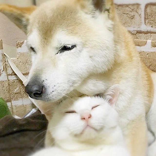 Старый пес и его друг кот