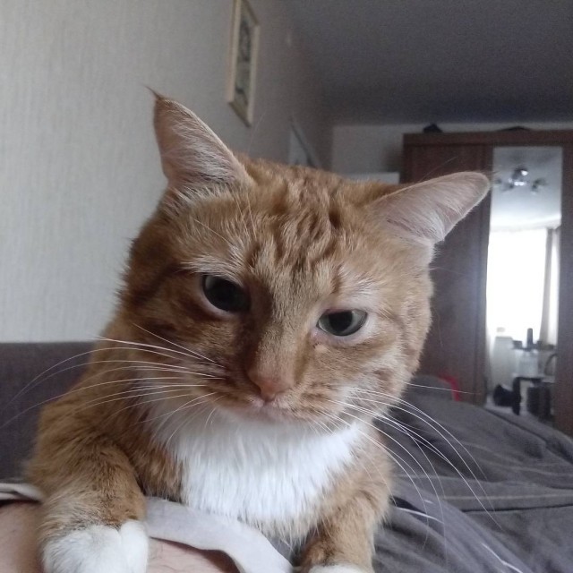 Котопёсо суббота