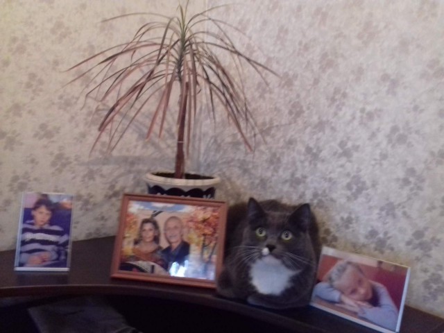 Коты и Кошки