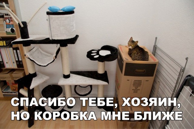 Коты и Кошки