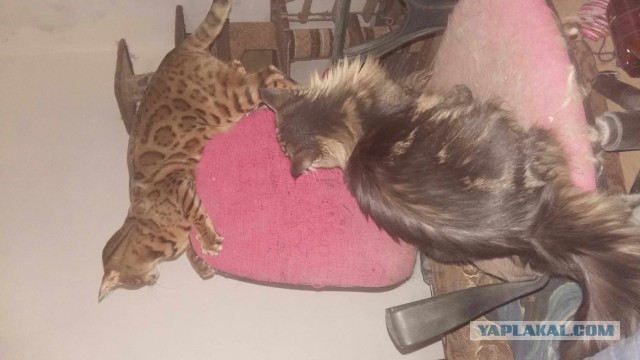 Фото, перед просмотром которых нужна валерьянка