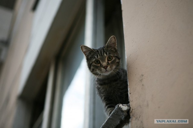 Котовторник на ЯПлакалъ