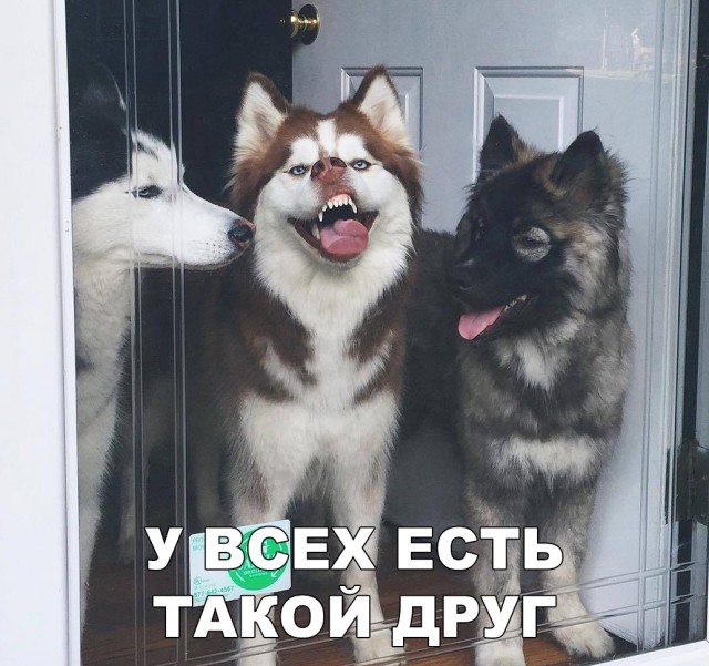 Прикольные картинки абавсём