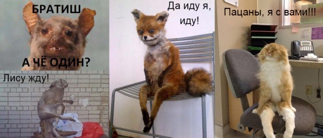 Прикольные картинки.