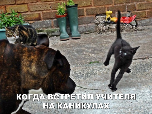 Прикольные картинки абавсём