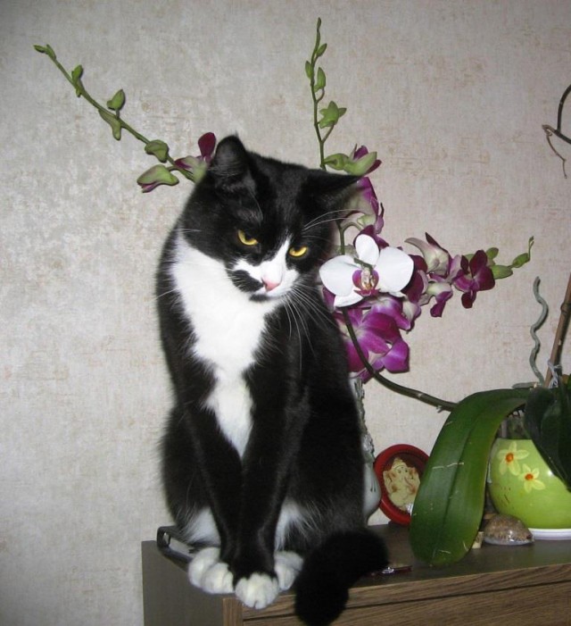 Преданная кошка не отходила от умирающей бабушки, а потом продолжала приносить ей подарки