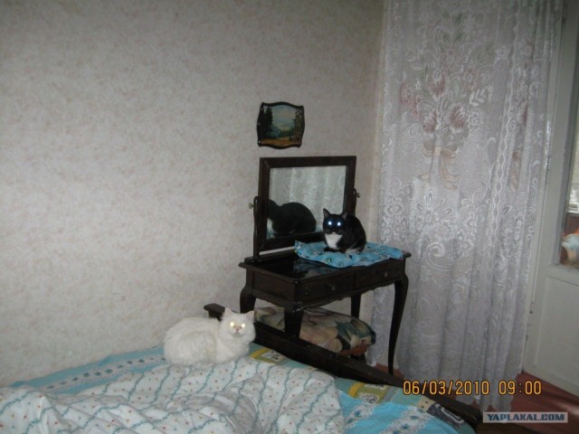 Выходные у кота
