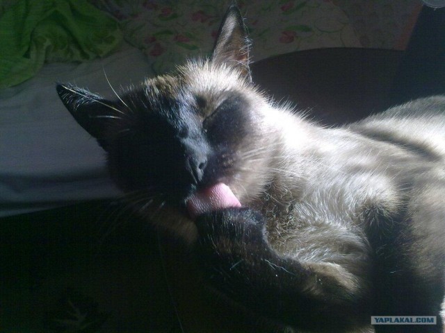 Котовторник