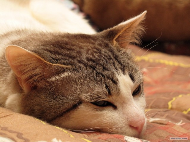 Котовторник - С праздником, котоводы!