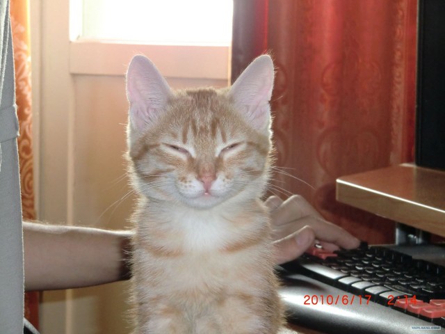 It's Catursday Fever! (Котовторник)