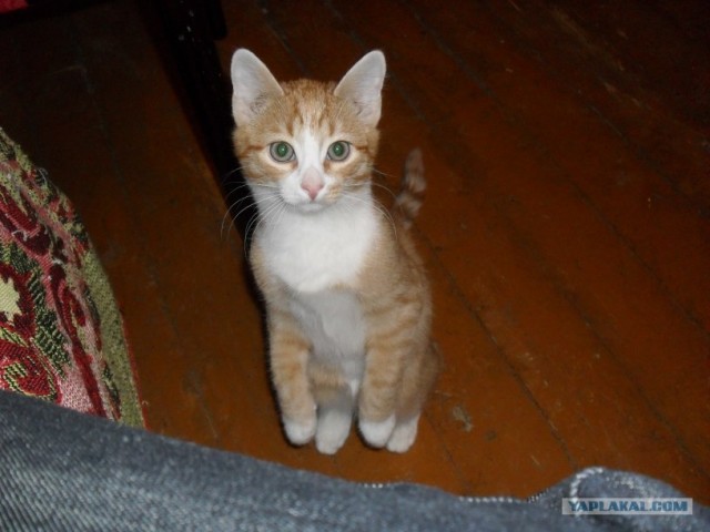 Котовторник! 08.11.11