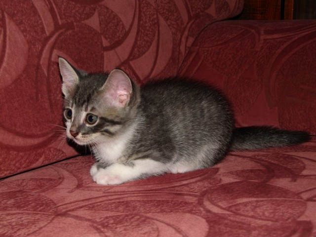 Котовторник 13.12.11 - магическе числа