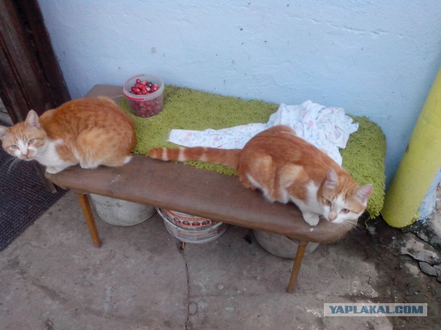 Еще одного кота пост..