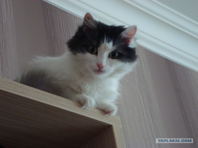 Котовторник 8 мая 2012
