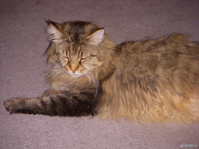 Котовторник на 26.06.12