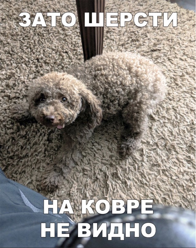 Милые животные. Мимиметр сломался