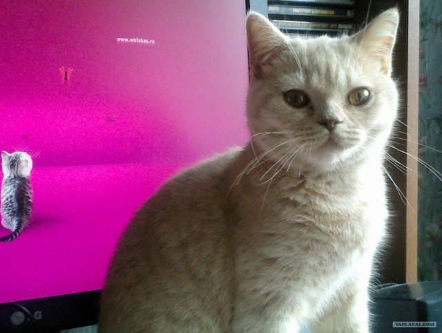 Котовторник 10. 07. 2012