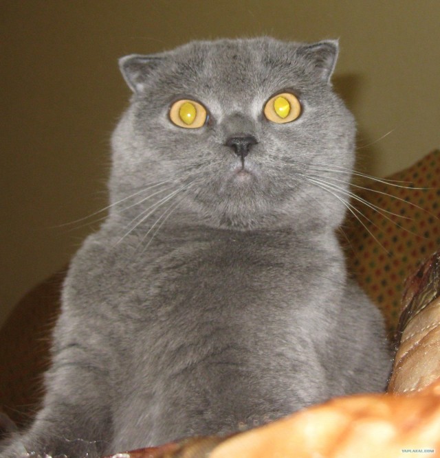 Котовторник  16.10.12