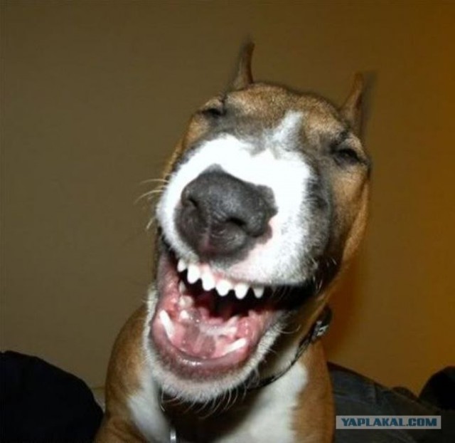 Улыбальник