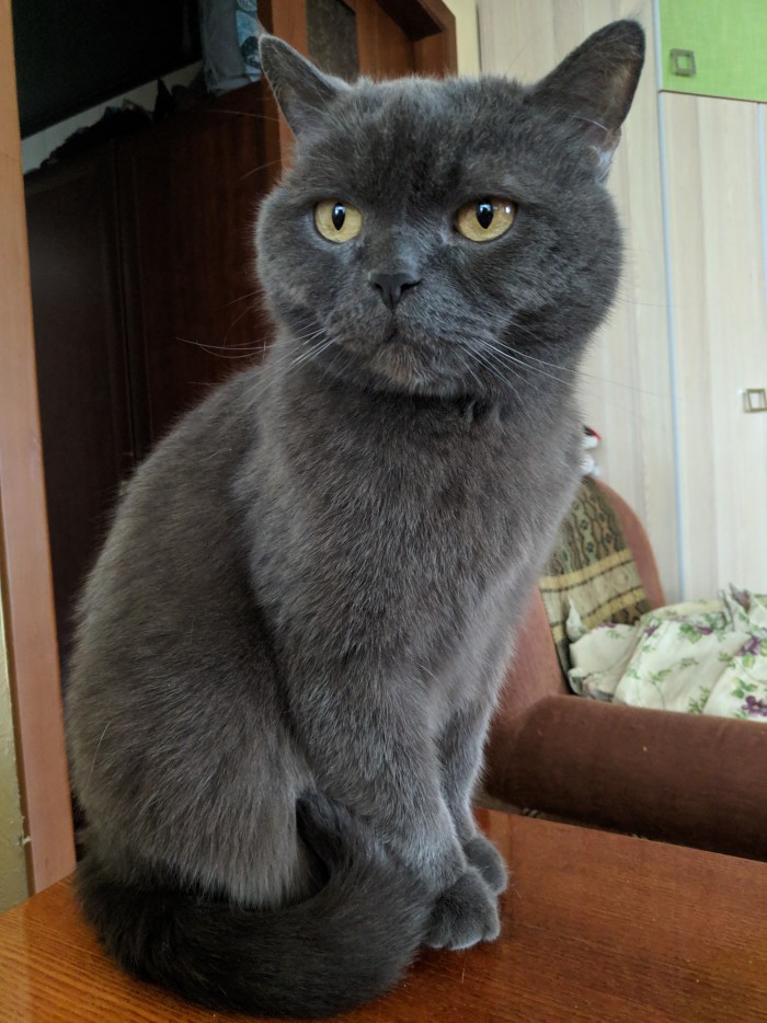 С Днём кошки!