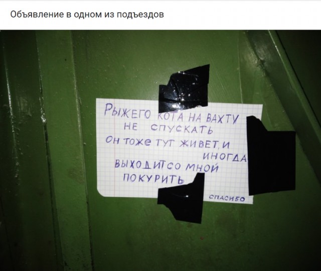 Картинки с надписями с котами и про котов