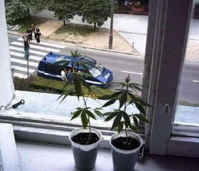 Сын фермера построил подземную фабрику по выращиванию каннабиса