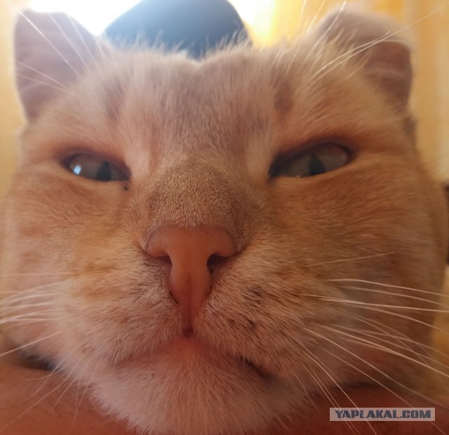 Давайте по котикам, которые с нами на самоизоляции