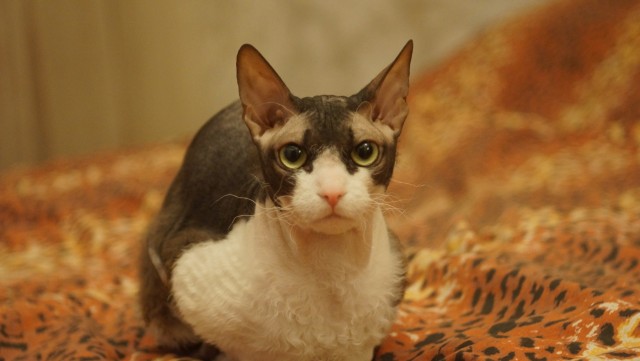 Давайте по котикам, которые с нами на самоизоляции