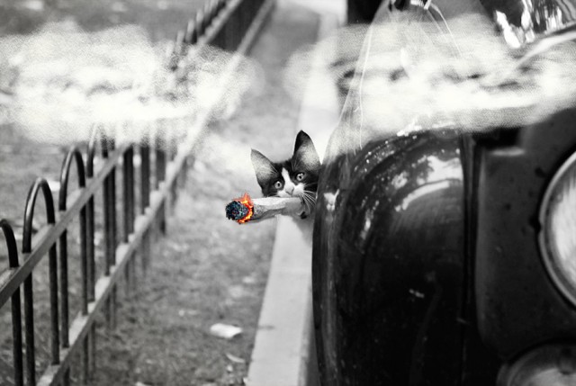 Фотожаба: Кот